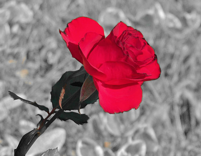 Rose Image Edited in Photoshop
